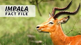 Impala Facts the HIGH JUMPER  Animal Fact Files [upl. by Leribag]