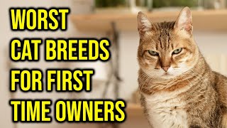 10 Worst Cat Breeds For First Time Owners All Cats [upl. by Gretchen825]