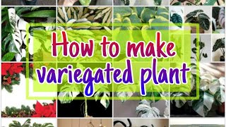 How to Make a Variegated Plant Method of Producing Variegated Plants [upl. by Afatsom]