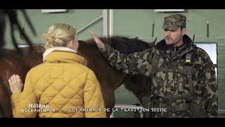 Matthieu commandant de l’armée suisse et ses chevaux de Franches Montagnes [upl. by Remmer771]