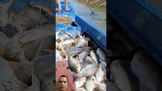 Cuối sóng với cuối gió tôi câu cuối sông còn mỗi cái nịt các cụ ạ batca catchfish kichcamientay [upl. by Koehler836]