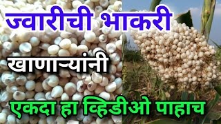 ज्वारीची भाकरी खात असाल तर हा व्हिडीओ एकदा नक्की पहा  Health Benefits of Sorghum Jwari [upl. by Basile371]