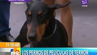 Doberman en Mucho Gusto  Kennel Club de Chile [upl. by Amekahs400]