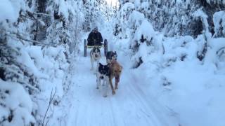 New Adaptive Dog Mushing Equipment [upl. by Lilly]