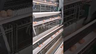 15000 birds layer hen farm egg poultry business  RETECH Farming Chicken Cage [upl. by Eniliuqcaj290]