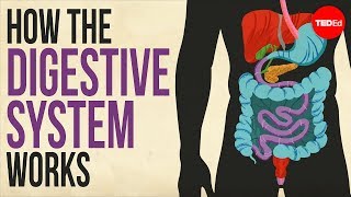 How your digestive system works  Emma Bryce [upl. by Enoyrt436]