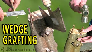 WHEN to use WEDGE GRAFTING TECHNIQUE on FRUIT TREES [upl. by Oznofla]