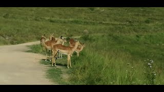 ORIBI GORGE ELANDS PARK [upl. by Alag792]