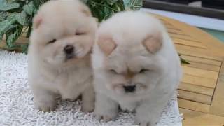 Chowchow pups [upl. by Livvy]