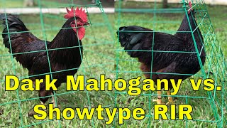 Rhode Island Red RIR Chickens Philippines  Dark Mahogany vs Showtype RIR [upl. by Vareck103]