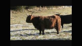 Highland Cattle Färsenweide Winter 2012 [upl. by Linad115]