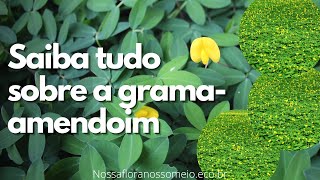 Benefícios da GRAMAAMENDOIM para o jardim e pomar [upl. by Cathryn]