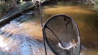 Fishing My Local In The Heart Of Noojee [upl. by Aldridge]