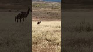 Yellowstone national park nature yellowstonenationalpark hiking exploreyellowstone [upl. by Ronym]