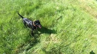 Nikkis First Hunt with Dakota at New England Upland [upl. by Ennaylloh]