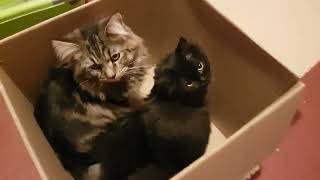 putting cats in a box [upl. by Conall]