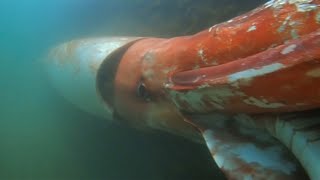 Giant squids unique videos of eyewitnesses [upl. by Eiramlatsyrc]