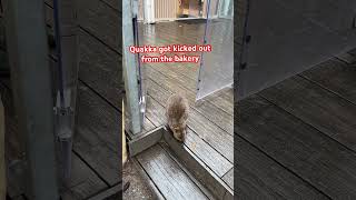 Quokkas are very popular here in Rottnest Island Western Australia [upl. by Leunamesoj]