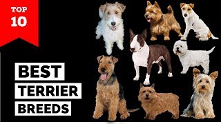 Terrier Breeds – Top 10 Popular Terrier Dogs [upl. by Myrtle601]