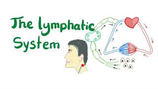 The Lymphatic System All you need to know [upl. by Maguire432]