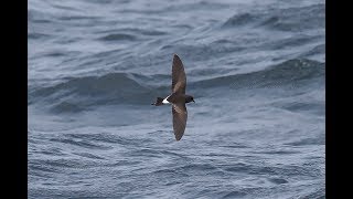 Wilsons Stormpetrels Scilly North Atlantic summer amp autumn 2018 [upl. by Grory]