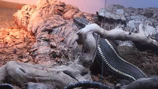 Giant plated lizards M validus feeding with locusts [upl. by Namien]