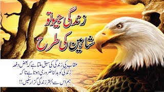 Ekab Ki Zindgi Sy Sabaq Milta Hai  Zindgi Jeo To Shaneen Ki tarha Urdu Quotes [upl. by Adiasteb]