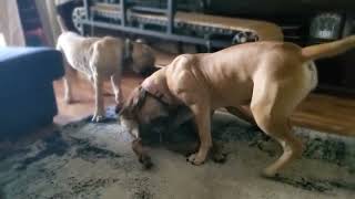 South African Boerboel puppies play [upl. by Pond]