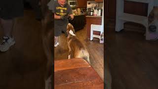 Great Dane Puppy Loves to Playfully Bite His Boxer Brothers Tail  1502687 [upl. by Aker]