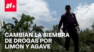 Agricultores del Triángulo Dorado dejan el cultivo de marihuana para cosechar limones y agave [upl. by Fonseca]