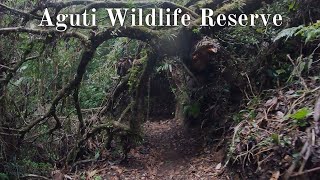 Aguti Wildlife Reserve  Monteverde Costa Rica [upl. by Natica]