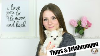 LEBEN MIT EINEM HUND 🐶  TIPPS amp ERFAHRUNGEN  PUBERTÄT LÄUFIGKEIT DIE ERSTEN TAGE [upl. by Gavrila]