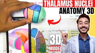 thalamus anatomy 3d  anatomy of thalamus nuclei anatomy [upl. by Amsab]