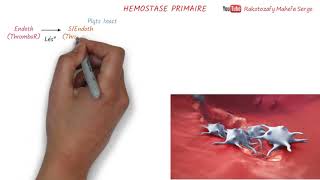 HEMOSTASE PRIMAIRE [upl. by Juliano756]