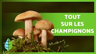 RÈGNE FONGIQUE 🍄 Définition caractéristiques et classification [upl. by Gilbert408]