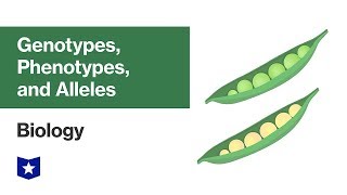 Genotypes Phenotypes and Alleles  Biology [upl. by Lerner719]