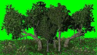 Green Screen FootageForest Green Screen [upl. by Vevine]