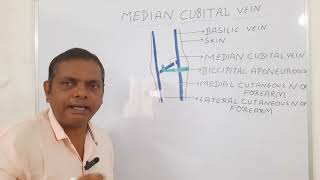 MEDIAN CUBITAL VEIN ANATOMY ANATOMY LECTURE OF UPPER LIMB [upl. by Orten]