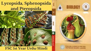 Lycopsida  Sphenopsida and Pteropsida FSC 1st Year Lycopsida  Sphenopsida Pteropsida UrduHindi [upl. by Entroc]