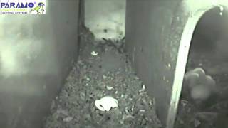 Little owl nestbox camera [upl. by Alludba]