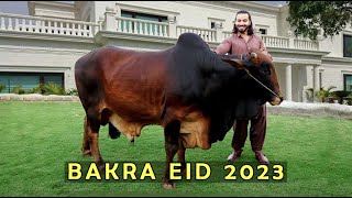 Bakra eid 2023 l Peshori vines [upl. by Irme]