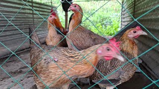 Tagong pwesto ng mga Sisiw gamefowlbreeder polomolok chicken [upl. by Yralam]