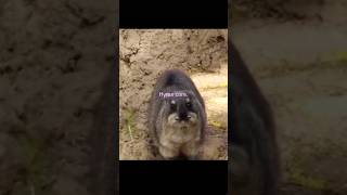 Hyrax core funny video funnyshorts hyrax fyp viralshort funnyvideo funny [upl. by Luanne978]