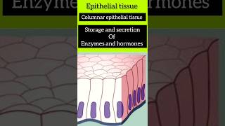 Epithelial Tissue  Animal Tissue class 9 revise its type amp functions 🤯 in seconds animal tissue [upl. by Gilberta]