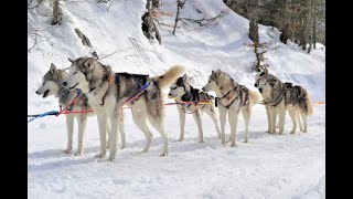 Balade en chien de traineaux à la Pierre SaintMartin 64 [upl. by Lust]