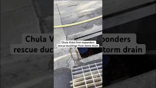 First responders rescue 8 ducklings from storm drain take them in for overnight care [upl. by Tol]