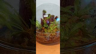 Terrarium with carnivorous plants [upl. by Suilenrac]