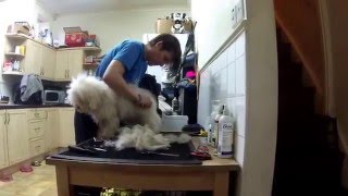 Dog Grooming  Brushing a Poochon Puppy [upl. by Nereus365]