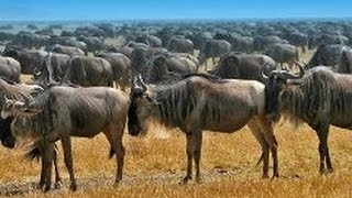 Мир животных Дикая Африка Серенгети Документальный фильм National Geographic [upl. by Ecerahc]