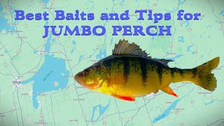 How To Catch Lake Simcoe Jumbo Perch Top BaitsTips Late Winter Early Spring Yellow Perch Action [upl. by Bois746]